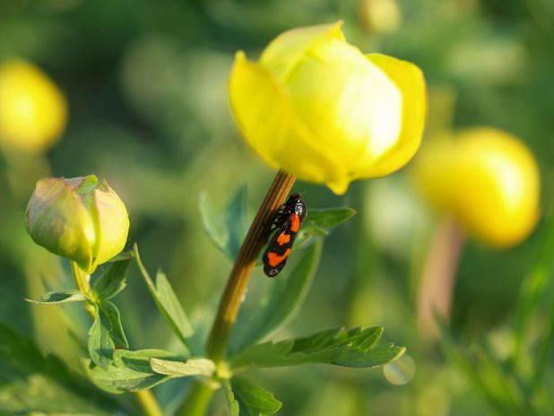 Die Trollblume - ein seltener Anblick im Landkreis