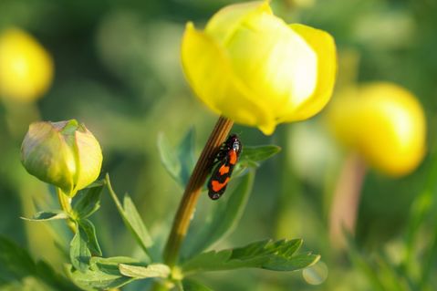 Die Trollblume - ein seltener Anblick im Landkreis