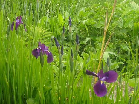 Mit Pflanzen, für die nasse Füße kein Problem sind, lassen sich auch Gartenbereiche mit Staunässe attraktiv gestalten.