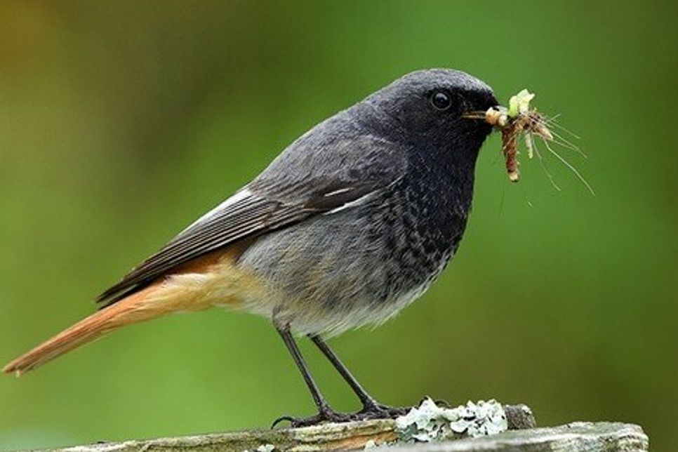 GESTATTEN, GARTENTIER DES JAHRES: Besonders die Männchen des Hausrotschwanzes sind dank ihres markanten Gefieders leicht zu erkennen - und an ihrem typischen Gesang.Foto: stock.adobe.com/Jürgen Vogt