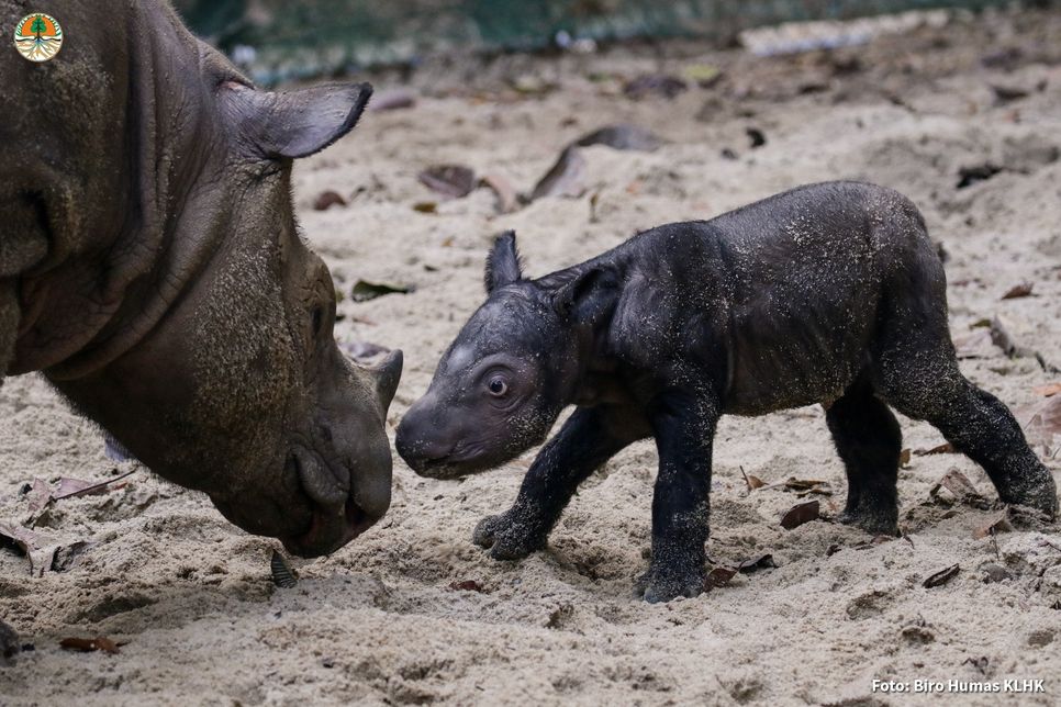 Das Kalb ist der dritte Nachwuchs von Nashorn-Kuh "Ratu".