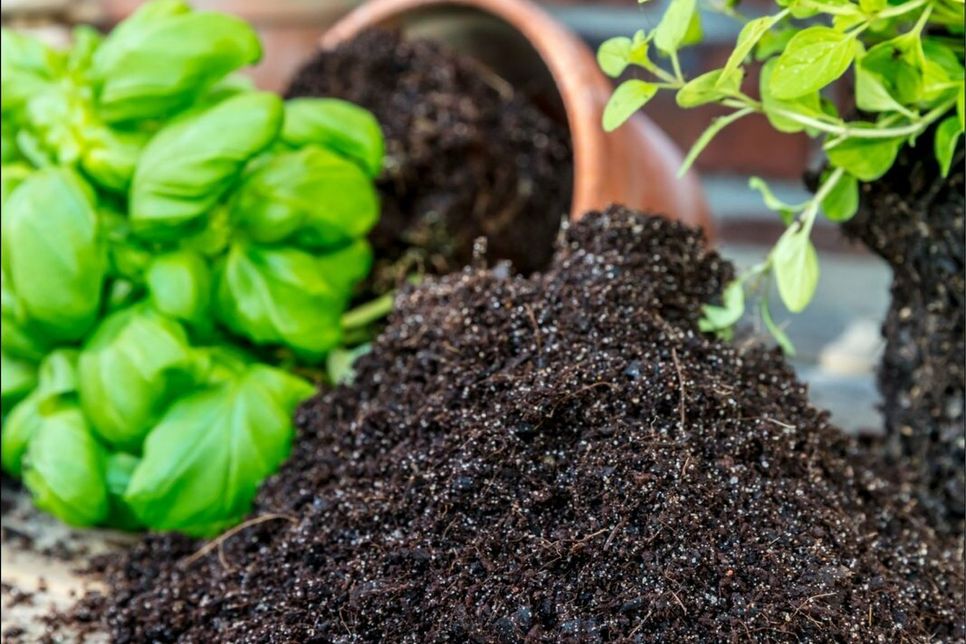 FRISCHE WÜRZE VOM BALKON: Leckere Küchenkräuter selbst ziehen ist einfach und braucht wenig Platz. Wichtig ist Spezialerde, die Staunässe entgegenwirkt, und auch beim Dünger lohnt es sich, die besonderen Bedürfnisse der würzigen Kräuter zu berücksichtigen.