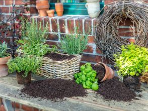 FRISCHE WÜRZE VOM BALKON: Leckere Küchenkräuter selbst ziehen ist einfach und braucht wenig Platz. Wichtig ist Spezialerde, die Staunässe entgegenwirkt, und auch beim Dünger lohnt es sich, die besonderen Bedürfnisse der würzigen Kräuter zu berücksichtigen.