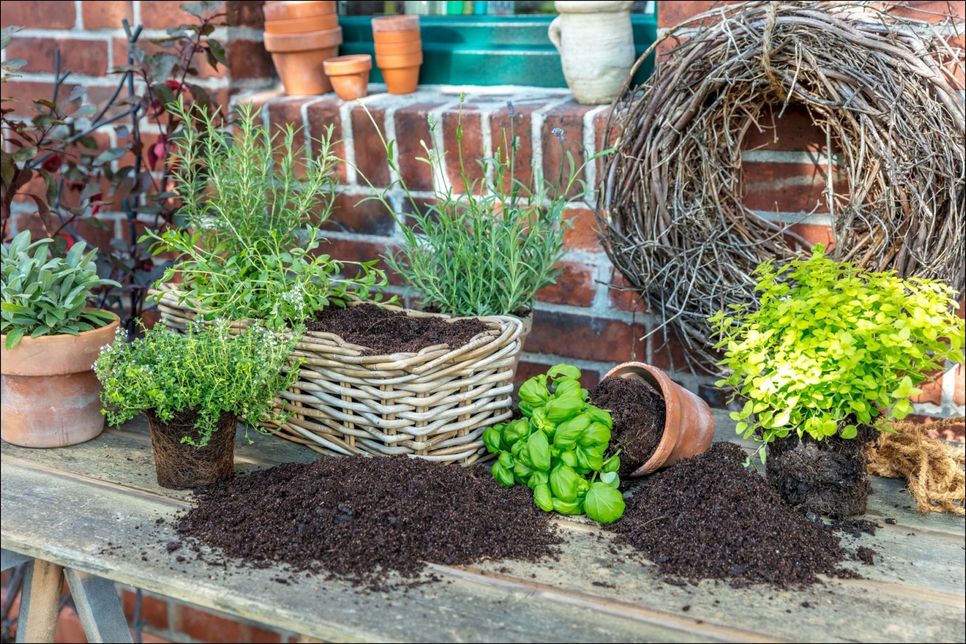 FRISCHE WÜRZE VOM BALKON: Leckere Küchenkräuter selbst ziehen ist einfach und braucht wenig Platz. Wichtig ist Spezialerde, die Staunässe entgegenwirkt, und auch beim Dünger lohnt es sich, die besonderen Bedürfnisse der würzigen Kräuter zu berücksichtigen.