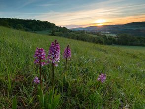 EIN WUNDER DER NATUR: Der Orchideenpfad Bliesheim in der Nähe von Gersheim im Saarland. Die zur Wahl stehenden Naturwunder bestechen durch außergewöhnliche Schönheit, Einzigartigkeit oder Seltenheit.