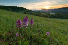 EIN WUNDER DER NATUR: Der Orchideenpfad Bliesheim in der Nähe von Gersheim im Saarland. Die bis kommenden Donnerstag, 3. Oktober zur Wahl stehenden Naturwunder bestechen durch Schönheit, Einzigartigkeit oder Seltenheit.Foto: Daniel Spohn