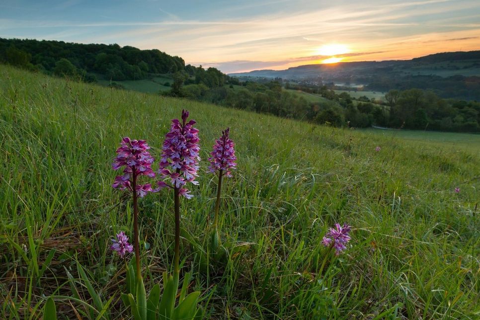 EIN WUNDER DER NATUR: Der Orchideenpfad Bliesheim in der Nähe von Gersheim im Saarland. Die zur Wahl stehenden Naturwunder bestechen durch außergewöhnliche Schönheit, Einzigartigkeit oder Seltenheit.