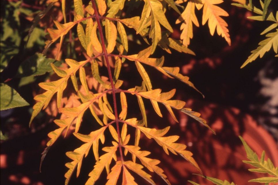 BLICKFANG IM HERBSTGARTEN: Den Gelbgrünen Essigbaum (Rhus typhina) zieren tief geschlitzte Blätter. Bei der Sorte „Tiger Eyes“ wechselt die Laubfärbung je nach Lichteinfall zwischen Gelb, Orange und Rot.