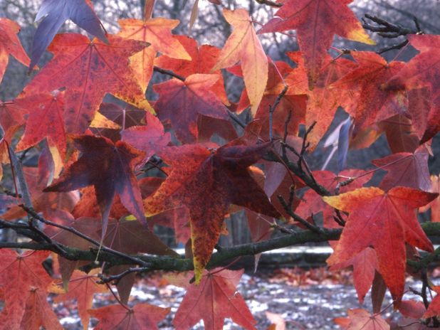 BLICKFANG IM HERBSTGARTEN: Den Gelbgrünen Essigbaum (Rhus typhina) zieren tief geschlitzte Blätter. Bei der Sorte „Tiger Eyes“ wechselt die Laubfärbung je nach Lichteinfall zwischen Gelb, Orange und Rot.