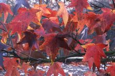 BLICKFANG IM HERBSTGARTEN: Den Gelbgrünen Essigbaum (Rhus typhina) zieren tief geschlitzte Blätter. Bei der Sorte „Tiger Eyes“ wechselt die Laubfärbung je nach Lichteinfall zwischen Gelb, Orange und Rot.