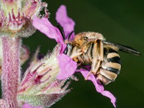 GERADE MAL ELF MILLIMETER KLEIN: Die Blutweiderich-Langhornbiene gehört zu den Winzlingen unter den Wildbienen. Wie ihr Name verrät, bevorzugt sie die dunkelrosa Blüten des Blutweiderich.