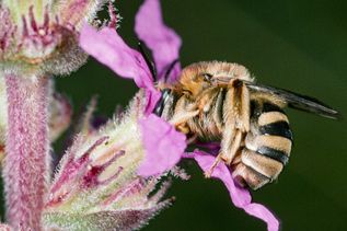 GERADE MAL ELF MILLIMETER KLEIN: Die Blutweiderich-Langhornbiene gehört zu den Winzlingen unter den Wildbienen. Wie ihr Name verrät, bevorzugt sie die dunkelrosa Blüten des Blutweiderich.Foto: Albert Krebs