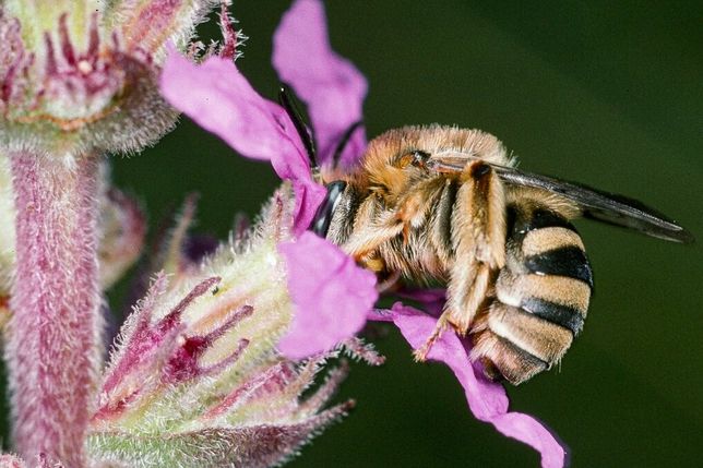 GERADE MAL ELF MILLIMETER KLEIN: Die Blutweiderich-Langhornbiene gehört zu den Winzlingen unter den Wildbienen. Wie ihr Name verrät, bevorzugt sie die dunkelrosa Blüten des Blutweiderich.Foto: Albert Krebs