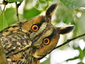 NEIN, DAS IST KEIN KOMISCHER KAUZ: Vielmehr eine Waldohreule, die sich zusammen mit Schwarzstorch, Hausrotschwanz, Kranich und Schwarzspecht für die Wahl zum „Vogel des Jahres 2025“ bewirbt.