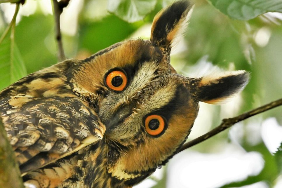 NEIN, DAS IST KEIN KOMISCHER KAUZ: Vielmehr eine Waldohreule, die sich zusammen mit Schwarzstorch, Hausrotschwanz, Kranich und Schwarzspecht für die Wahl zum „Vogel des Jahres 2025“ bewirbt.