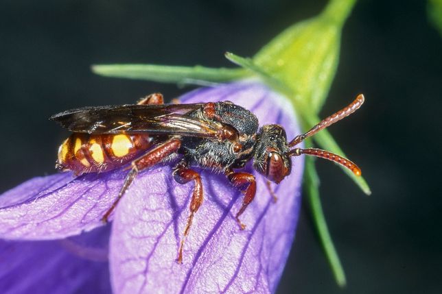 WOZU SICH SELBST UM DIE EIGENE BRUT KÜMMERN: Die Glockenblumen-Wespenbiene (Nomada braunsian) überlässt diese Arbeit lieber anderen Bienen, in deren Brutzellen sie ihre Eier ablegt.